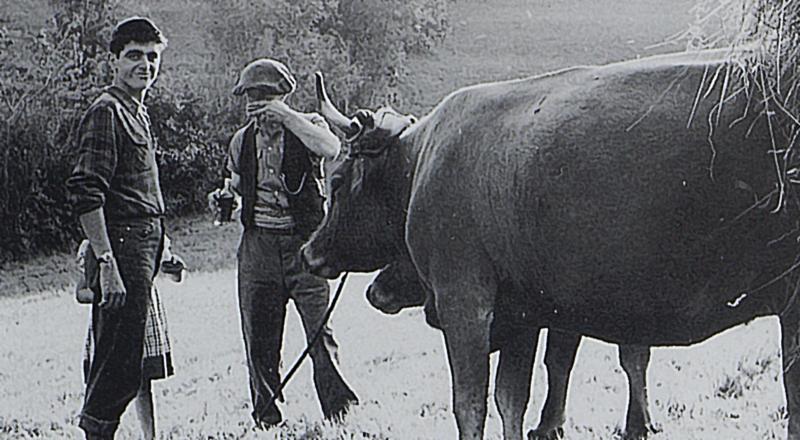 Temps de pause (beguda) de fenaison devant paire de bovidés (parelh), aux Pradals, 1950-1951