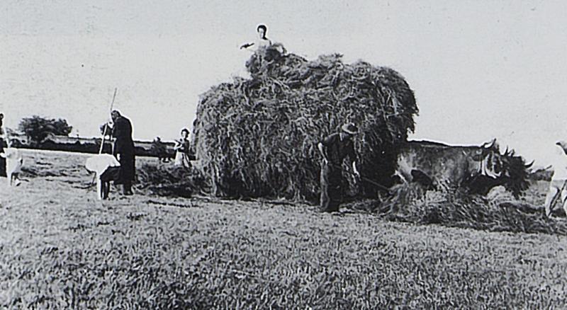 Chargement manuel du foin, paire de bovidés (parelh), à La Bastide d'Aubrac, 1960