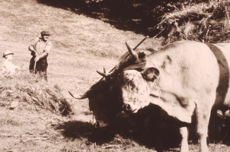 Chargement manuel du foin sur char-cage ou à claies (carri de cledas), paire de bovidés (parelh), à Belvezet, juillet 1965