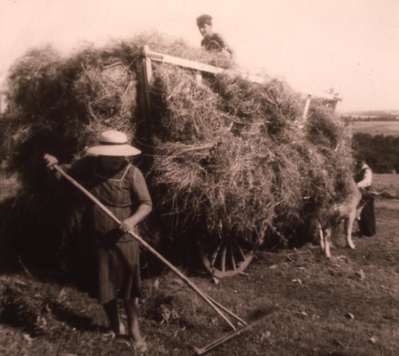 Râtelage et chargement manuels du foin sur char-cage ou à claies (carri de cledas), paire de bovidés (parelh), en Aubrac (secteur de Saint-Chély d'Aubrac), août 1964