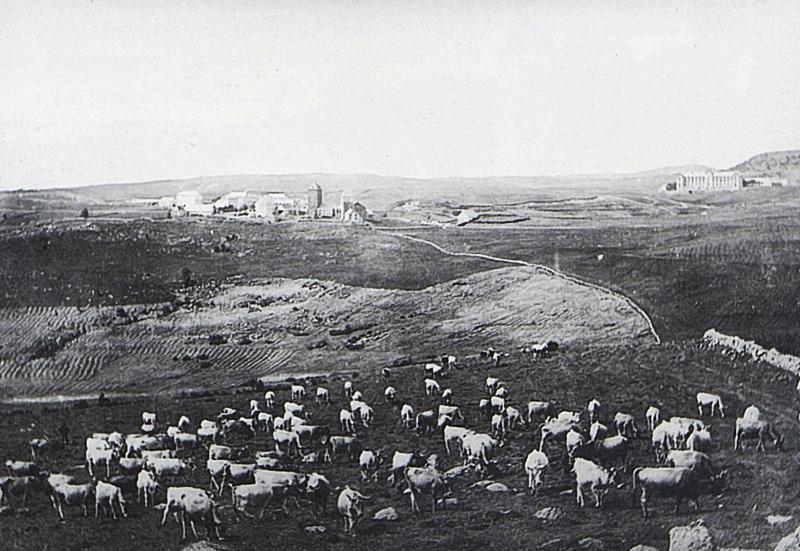 Troupeau de bovidés (vacada), domerie et sanatorium au loin, à Aubrac, vers 1910