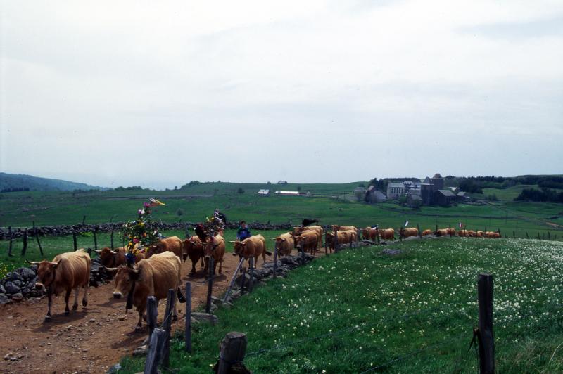 Arrivée en estive d'un troupeau de bovidés (vacada) décorés, domerie au loin, à Aubrac, mai 1993