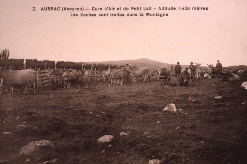7. AUBRAC (Aveyron) - Cure d’Air et de Petit Lait - Altitude 1.400 mètres Les Vaches sont traites dans la Montagne