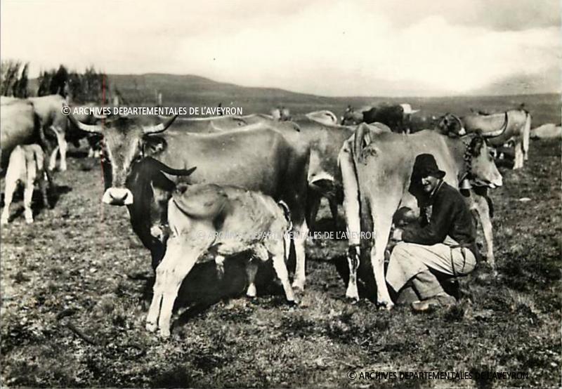 Traite manuelle (molza) d'une vache en estive, à Aubrac