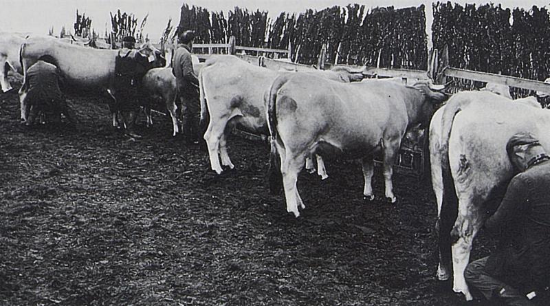 Traite manuelle (molza) de vaches au parc de claies (pargue), à Camejane, octobre 1997