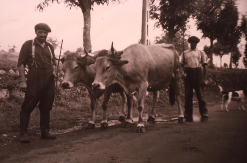  Deux hommes et paire de bovidés (parelh) sur une route, à Salgues, août 1960