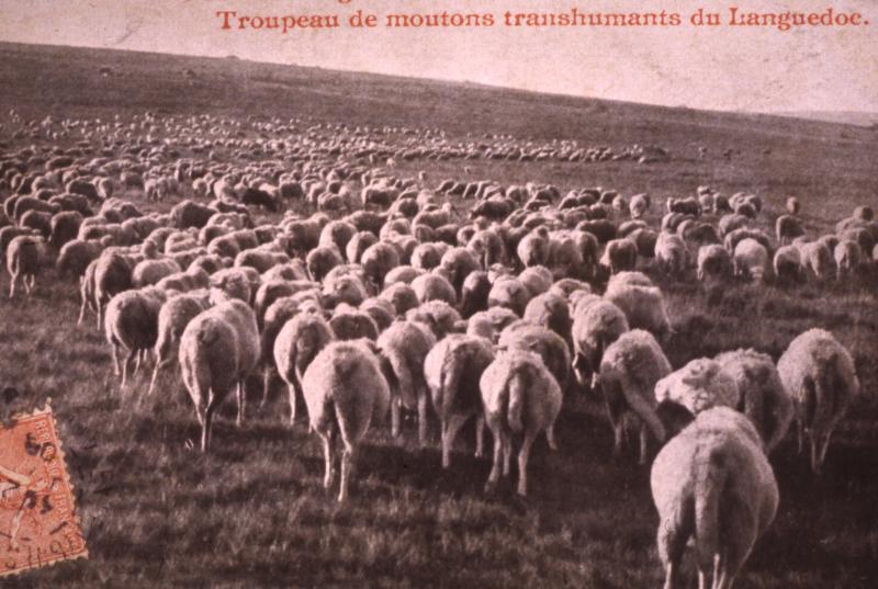 96 - Montagnes d’Aubrac :  Troupeau de moutons transhumants du Languedoc.