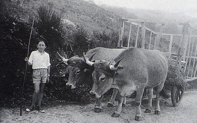 Garçon devant paire de bovidés (parelh) attendant le chargement de genêts (ginèsses) sur un char-cage ou à claies (carri de cledas), route de L'Adrech, 1960