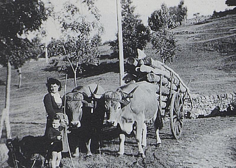  Temps de pause durant charroi (carreg) de bois de chauffage (lenha) avec paire de bovidés (parelh), à Renjard, 1952