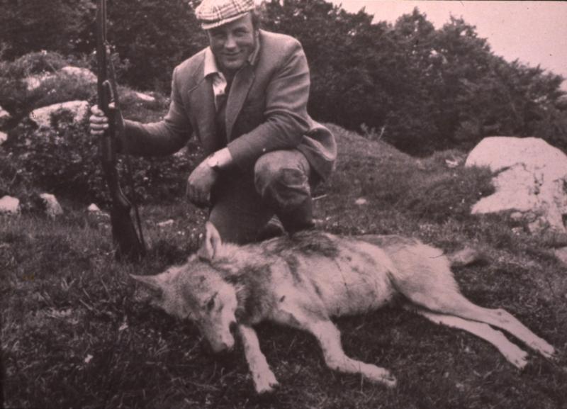 Chasseur (caçaire) posant devant un loup (lop) mort, aux Salces, commune de Recoules d'Aubrac (48), 20 juin 1977