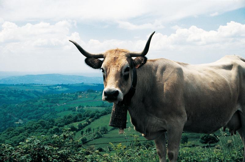 Vache aubrac avec sonnaille en tôle emboutie (clapa) et battant (batalh) en os, en Aubrac (secteur de Saint-Chély d'Aubrac), mai 1990
