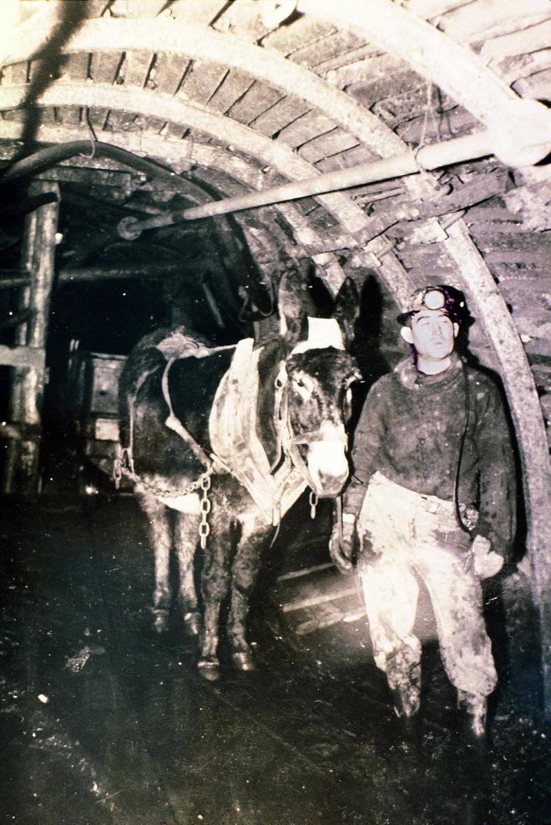 Ane (ase) attelé et mineur (minaire) dans une galerie de la mine de La Boissonnade, à Combes, 1958