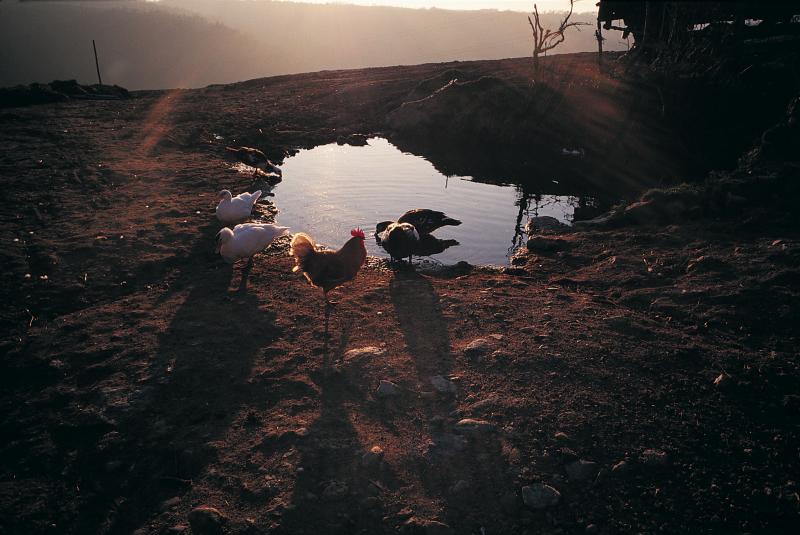 Canards (guits, rits) et coq (gal, pol) autour d'une mare (chompa, laca, pesquièr), secteur d'Aubin, mars 1998