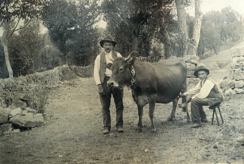Homme et jeune homme trayant une vache (vaca), à Bancalis, vers 1890