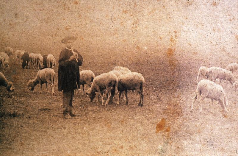  Garçon debout  jouant du pipeau en gardant un troupeau d'ovidés tondus, secteur de Bozouls