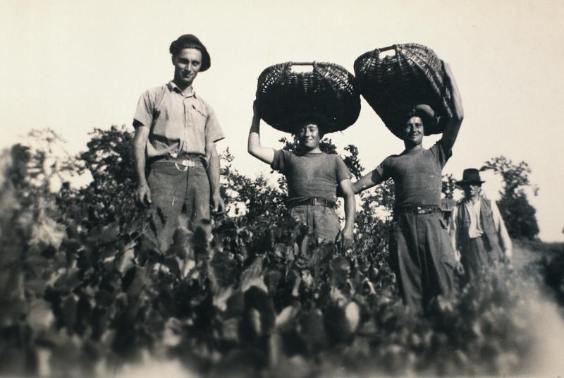 Temps de pause de vendangeurs (vendemiaires, vendeniaires) portant des corbeilles (descas) sur la tête, à Bigergues, 1946
