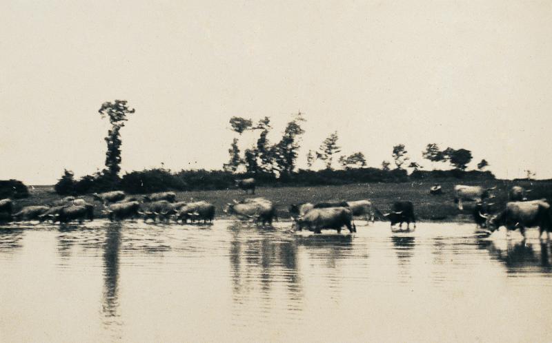 Troupeau de bovidés (vacada) s'abreuvant dans une lavogne (lavanha, lavònha), 1930