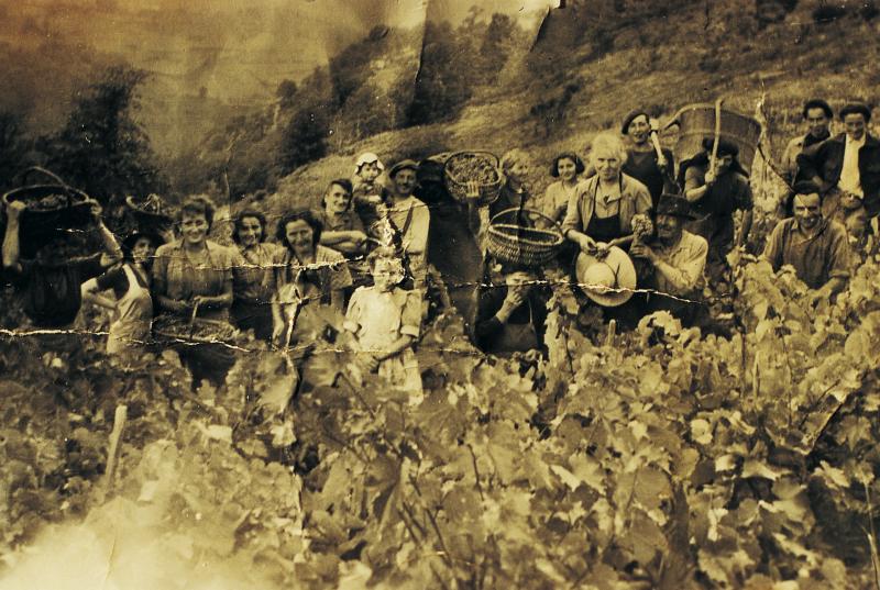  Vendangeurs (vendemiaires, vendeniaires) posant dans une vigne (vinha), secteur d'Espalion.