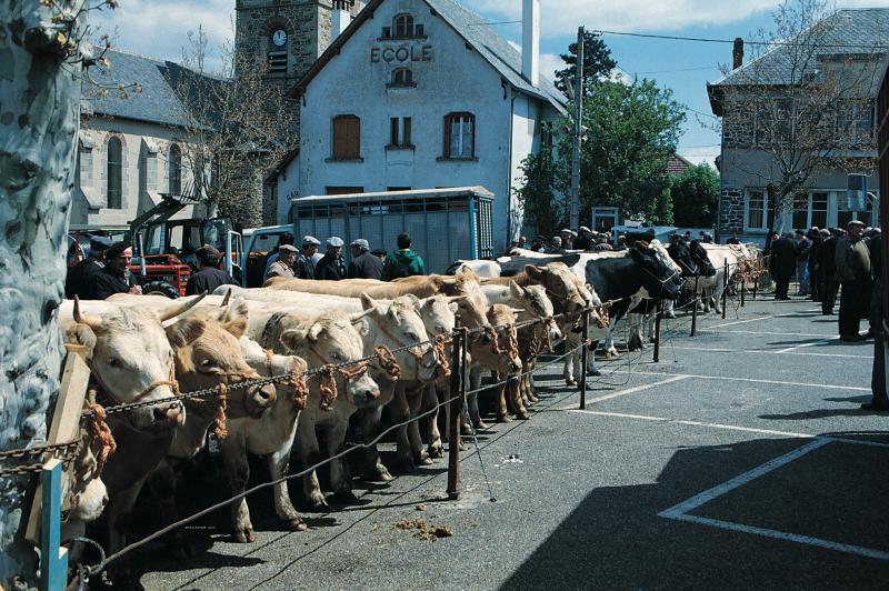 Veaux (vedèls) attachés à une chaîne (cadena) un jour de foire (fièira) devant l'école (escòla), mai 1991