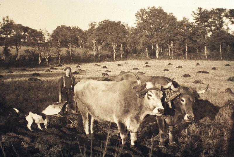  Labour (laur) avec paire de bovidés (parelh), charrue Brabant et petits tas de fumier (fomerons), à L'Arnaldès, 1938