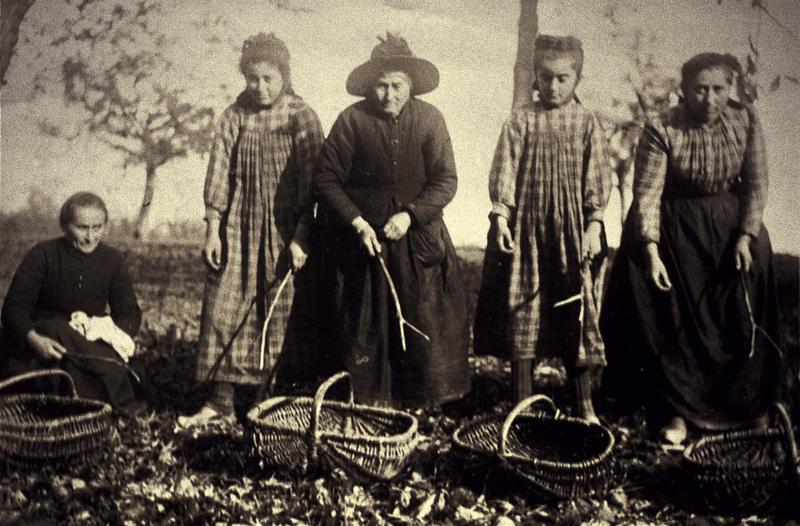  Deux femmes et trois jeunes filles (castanhairas) ramassant des châtaignes (castanhas), au Tayral, 1895