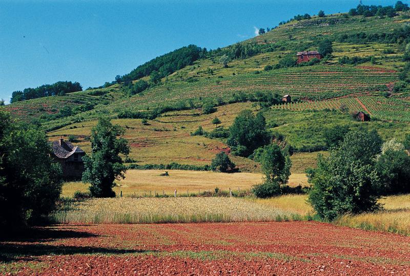 Maison (ostal) et cabanes de vigneron au milieu de vignes (vinhals) cultivées en terrasses, juin 2001