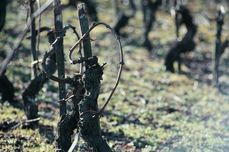 Ceps de vigne taillés et liés en couronne (corona), mars 2000