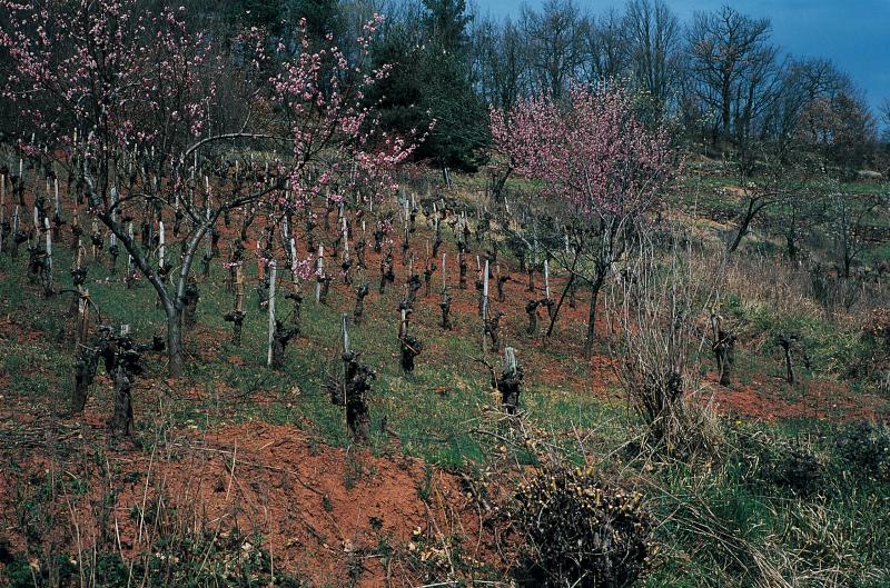Ceps de vigne liés en couronne (corona) et pêchers (perseguièrs) en fleurs, mars 2000