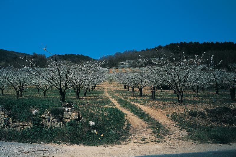  Verger (verdièr) de cerisiers (cerièis) en fleurs, avril 2003