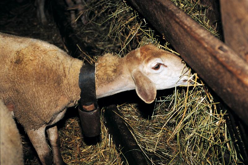 Brebis (feda) avec collier et sonnaille en tôle emboutie (clapa) mangeant le foin (fen) dans une mangeoire (trenèl), secteur de Peyreleau, octobre 1999