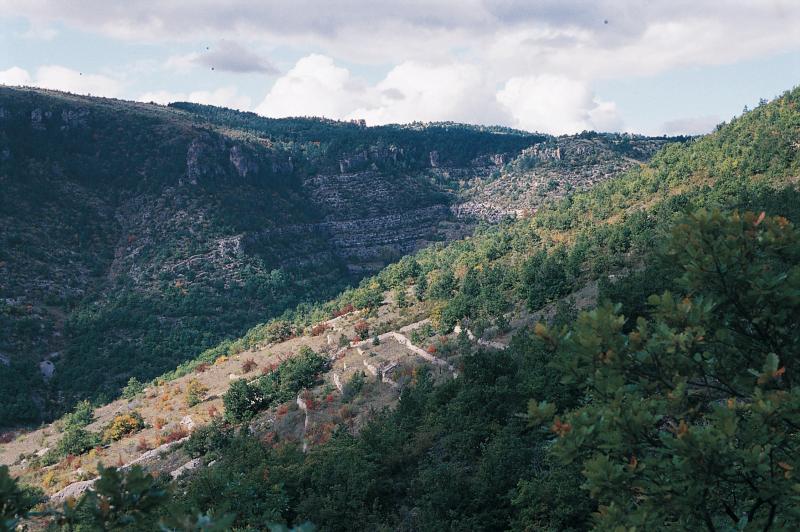 Terrasses (bancèls) étagées sur un versant (travèrs) de colline, secteur de Peyreleau, octobre 1998