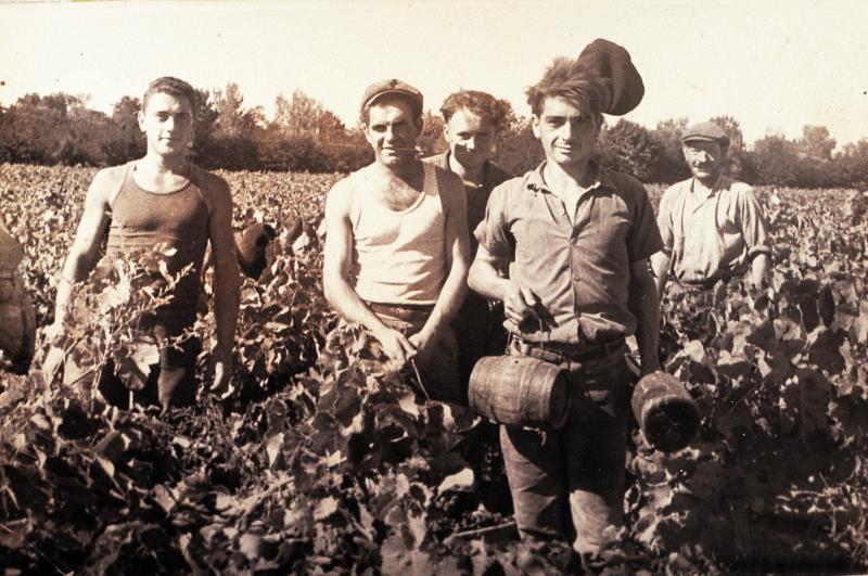 Cinq vendangeurs (vendemiaires, vendeniaires) avec tonnelets (barralons, botets) dans une vigne (vinha), octobre 1956