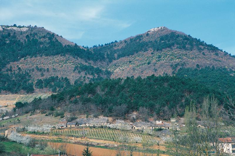  Cerisiers (cerèis) en fleurs, vigne (vinha) et hameau (mas) de caves (cavas) viticoles, secteur de Peyreleau, avril 1999