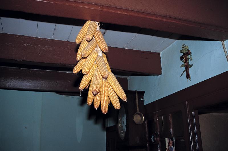 Tresse (rèssa, rèsse) d'épis de maïs (espigas de milh) suspendue à une poutre (fusta), à La Pradelle, juillet 1990