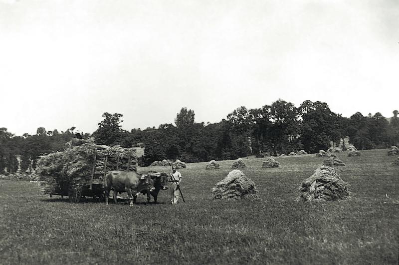 Chargement manuel de gerbes (garbas) sur un char (carri) attelé à une paire de bovidés (parelh) et croisillons (crosèls), au Grifoulas, 1945