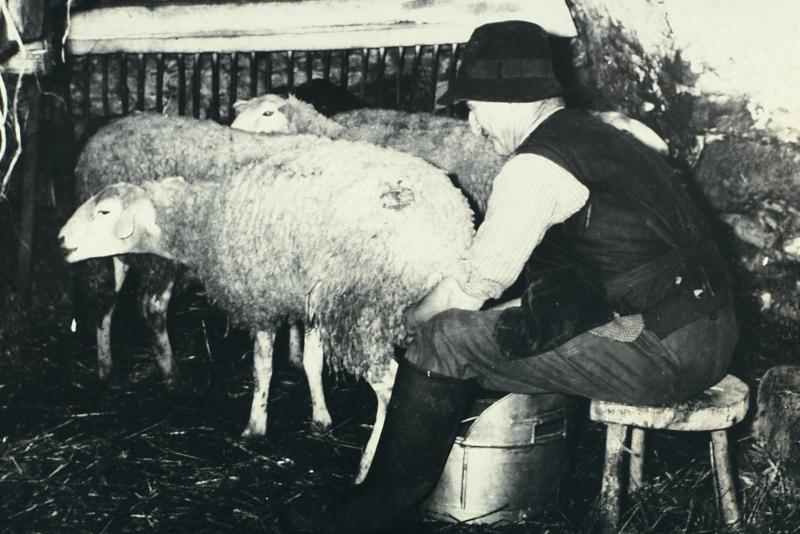 Homme trayant une brebis (feda) dans une bergerie (jaça), 1960
