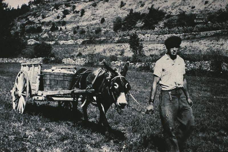 Homme conduisant un âne (ase) attelé à un char (carri) avec comporte (semal) remplie de pierres (pèiras) ou de betteraves (bledas), à La Roque, 1941
