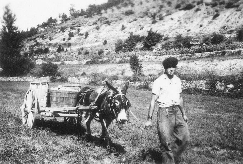 Homme conduisant un âne (ase) attelé à un char (carri) avec comporte (semal) remplie de pierres (pèiras) ou de betteraves (bledas), à La Roque, 1941