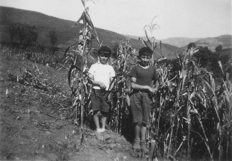 Deux garçons avec faucille (volam) dans un champ de maïs (milh)
