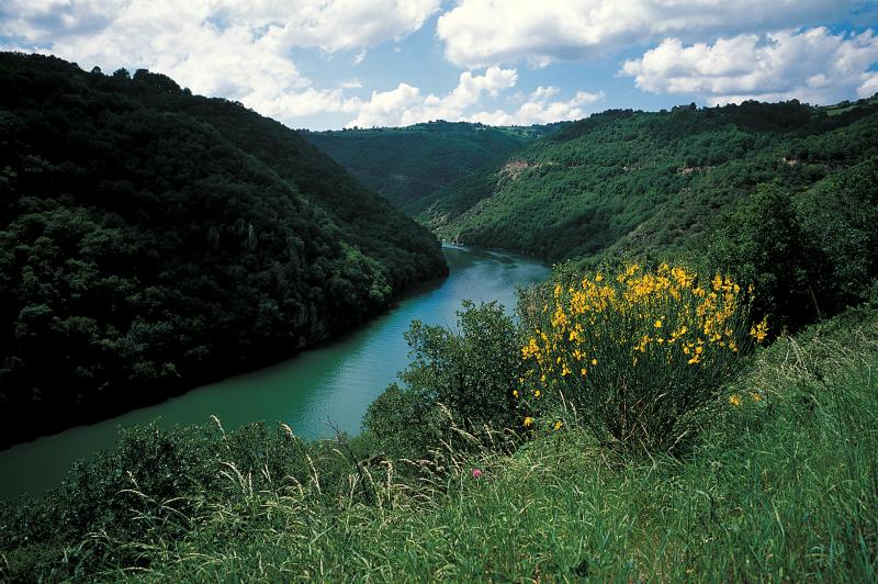 Retenue d'eau en amont d'un barrage hydroélectrique et genêt (ginèst) en fleurs, juin 1997
