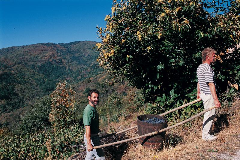 Deux hommes transportant une comporte (semal) au moyen de deux barres en bois (barras, palhièiras, semalièiras) , octobre 1997