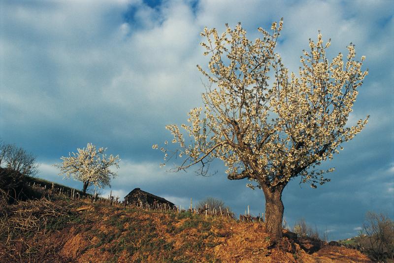 Deux cerisiers (cerèis) en fleurs dans une vigne (vinha), avril 1995