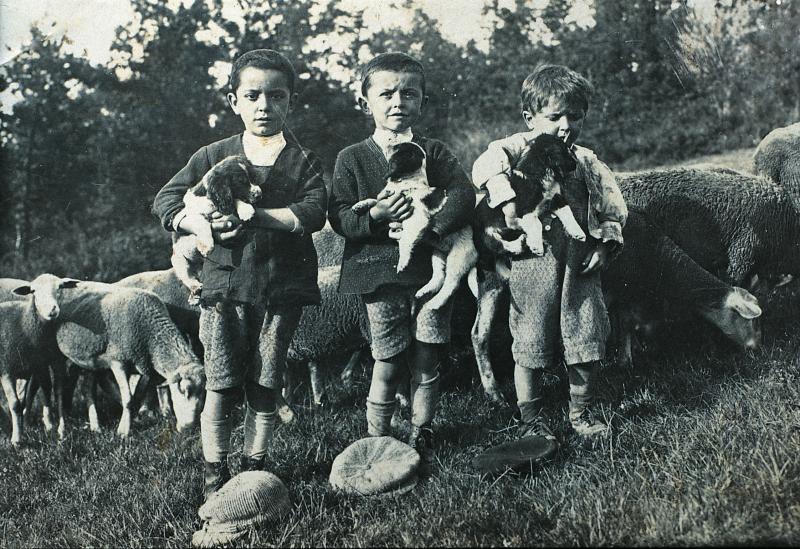 Brebis (fedas) et trois garçons avec trois chiots (canhons) dans les bras, 1933