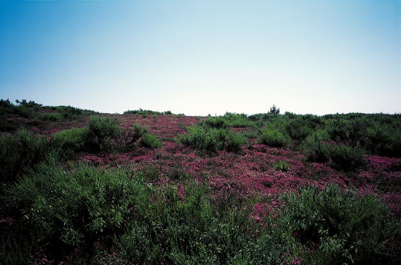 Etendue (landa) de bruyères (brossas, brucs, burgas) en fleurs et de genêts (ginèsses, ginèstes), juillet 1998