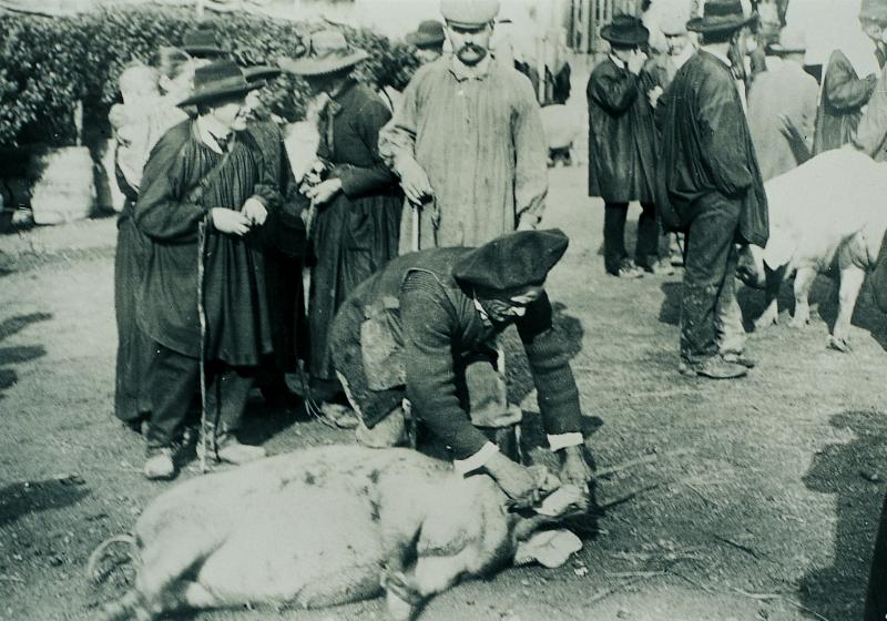 Langueyeur (lenguejaire) examinant un cochon (tesson, pòrc) sur le foirail (fièiral) des porcins