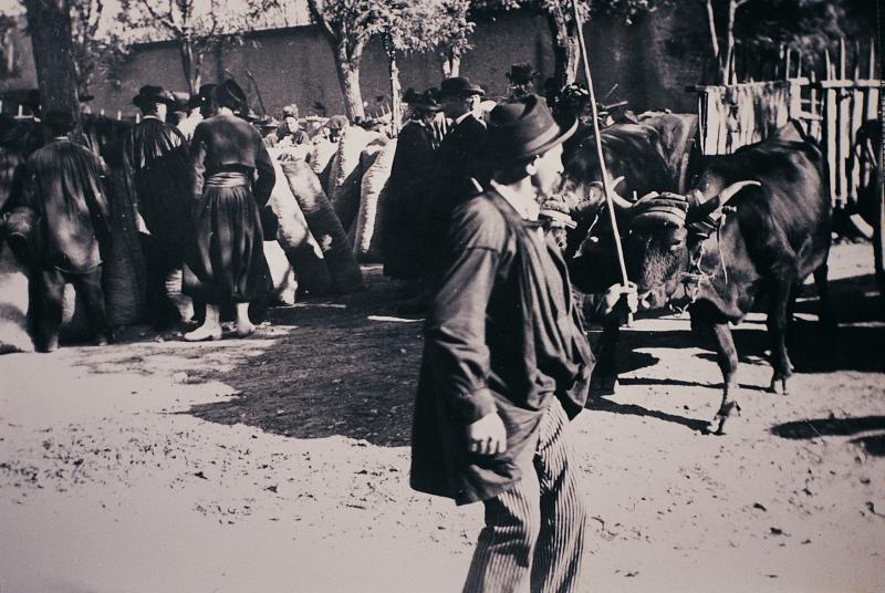 Homme conduisant une paire de bovidés salers (parelh) attelée à un char (carri)  sur le foirail (fièiral) des fruits (fruchas)