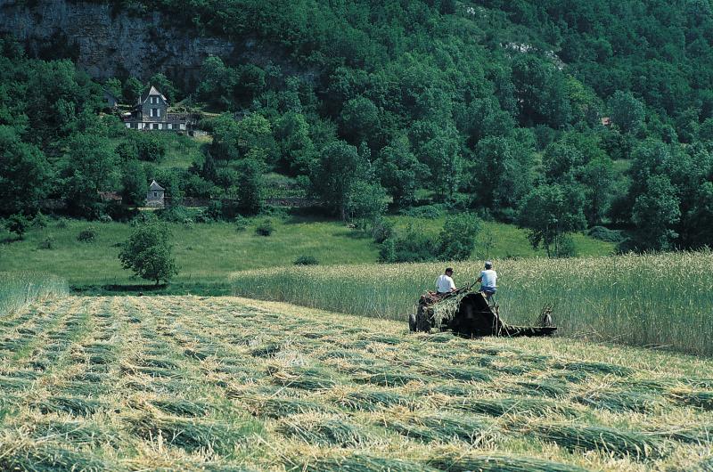 Moisson (meisson, sèga) mécanisée avec un tracteur et une moissonneuse lieuse (ligaira, liusa) de la paille de seigle (segal), aux Cartonnades, juin 1995