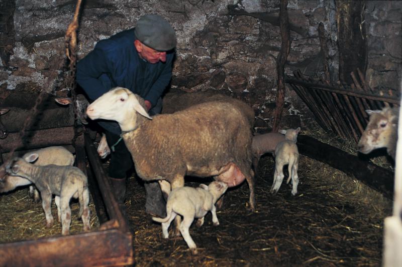 Agneau (anhèls) dont un têtant sa mère, et homme dans une bergerie, dans le Villeneuvois (secteur de Villeneuve d'Aveyron), mars 1995