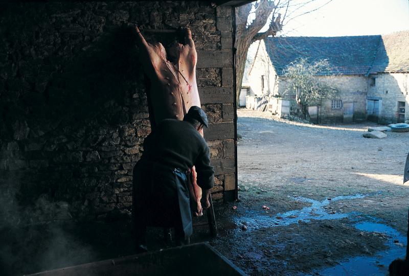 Abattage (masèl) du cochon (pòrc, tesson) : homme ouvrant par le ventre un cochon (pòrc, tesson) accroché à une échelle (escala), janvier 1995