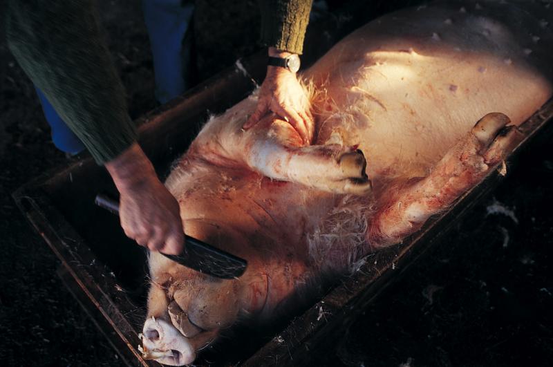 Abattage (masèl) du cochon (pòrc, tesson) : mains d'un homme raclant un cochon (pòrc, tesson) ébouillanté dans une maie (mag), janvier 1995